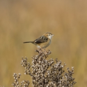 Cisticola exilis at Michelago, NSW - 28 May 2018 11:01 AM