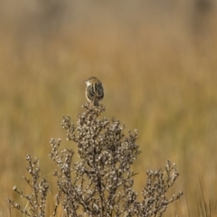 Cisticola exilis at Michelago, NSW - 28 May 2018 11:01 AM