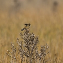 Cisticola exilis at Michelago, NSW - 28 May 2018