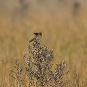 Cisticola exilis at Michelago, NSW - 28 May 2018 11:01 AM