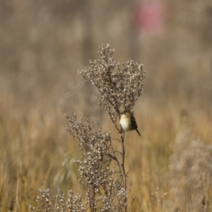 Cisticola exilis at Michelago, NSW - 28 May 2018