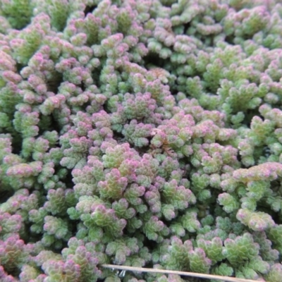 Azolla rubra (Red Water Fern) at Jerrabomberra Wetlands - 9 May 2018 by michaelb