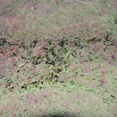 Azolla rubra at Campbell, ACT - 9 May 2018