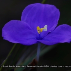 Patersonia sp. at South Pacific Heathland Reserve - 16 Oct 2017 by Charles Dove