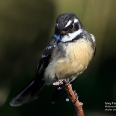 Rhipidura albiscapa (Grey Fantail) at Undefined - 4 Jun 2017 by Charles Dove