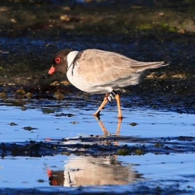 Charadrius rubricollis (Hooded Plover) at Undefined - 4 Jun 2017 by Charles Dove