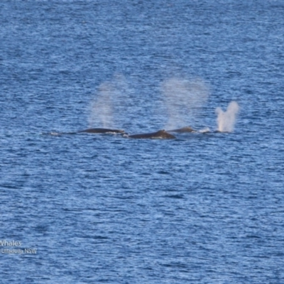 Megaptera novaeangliae (Humpback Whale) at Undefined - 5 Jun 2017 by Charles Dove