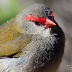 Neochmia temporalis (Red-browed Finch) at Undefined - 2 Jun 2017 by CharlesDove