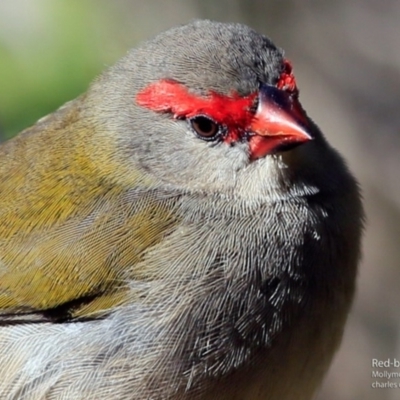 Neochmia temporalis (Red-browed Finch) at Undefined - 2 Jun 2017 by CharlesDove