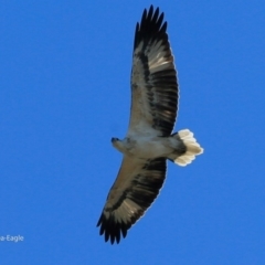 Haliaeetus leucogaster (White-bellied Sea-Eagle) at Undefined - 1 Jun 2017 by Charles Dove