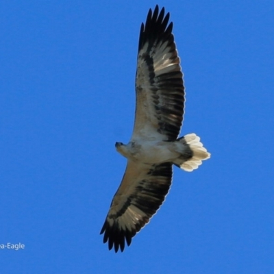 Haliaeetus leucogaster (White-bellied Sea-Eagle) at Undefined - 1 Jun 2017 by Charles Dove