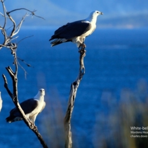 Haliaeetus leucogaster at Ulladulla, NSW - 1 Jun 2017 12:00 AM