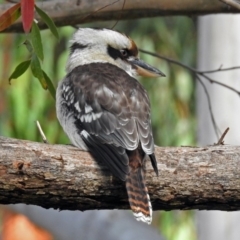 Dacelo novaeguineae (Laughing Kookaburra) at Acton, ACT - 30 May 2018 by RodDeb