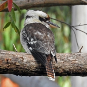 Dacelo novaeguineae at Acton, ACT - 30 May 2018