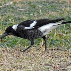 Gymnorhina tibicen (Australian Magpie) at Fyshwick, ACT - 1 Jun 2018 by RodDeb