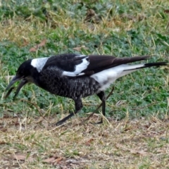 Gymnorhina tibicen at Fyshwick, ACT - 1 Jun 2018 12:25 PM