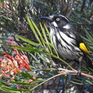 Phylidonyris novaehollandiae at Acton, ACT - 30 May 2018