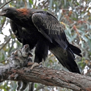 Aquila audax at Acton, ACT - 30 May 2018