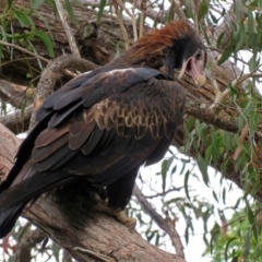 Aquila audax at Acton, ACT - 30 May 2018