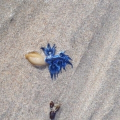 Glaucus atlanticus (Blue Glaucus) at Denhams Beach, NSW - 27 Feb 2018 by Suemeade