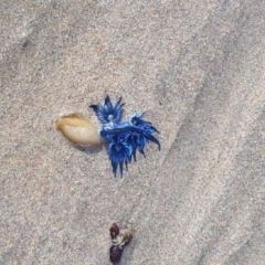 Glaucus atlanticus (Blue Glaucus) at Denhams Beach, NSW - 28 Feb 2018 by Suemeade
