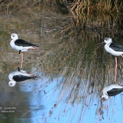 Himantopus leucocephalus (Pied Stilt) at Undefined - 25 Jul 2017 by CharlesDove