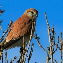 Falco cenchroides (Nankeen Kestrel) at Undefined - 24 Jul 2017 by Charles Dove