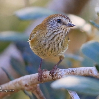 Acanthiza lineata (Striated Thornbill) at Conjola Bushcare - 27 Jul 2017 by CharlesDove