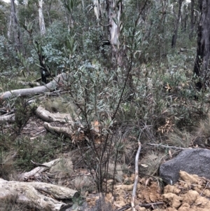 Daviesia mimosoides subsp. mimosoides at Booth, ACT - 28 May 2018 01:40 PM