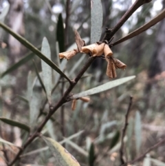 Daviesia mimosoides subsp. mimosoides at Booth, ACT - 28 May 2018