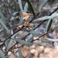 Daviesia mimosoides subsp. mimosoides at Booth, ACT - 28 May 2018