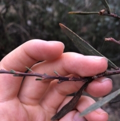 Daviesia mimosoides subsp. mimosoides at Booth, ACT - 28 May 2018