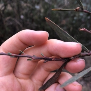 Daviesia mimosoides subsp. mimosoides at Booth, ACT - 28 May 2018 01:40 PM