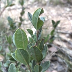 Podolobium alpestre at Booth, ACT - 28 May 2018