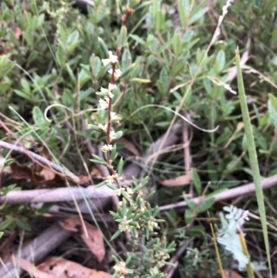 Monotoca scoparia (Broom Heath) at Booth, ACT - 28 May 2018 by Ryl
