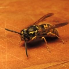 Vespula germanica (European wasp) at Conder, ACT - 7 May 2018 by michaelb