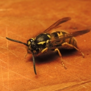 Vespula germanica at Conder, ACT - 7 May 2018 12:31 PM