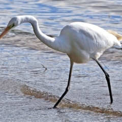 Ardea alba (Great Egret) at Undefined - 19 Jul 2017 by Charles Dove