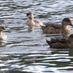 Poliocephalus poliocephalus (Hoary-headed Grebe) at Kings Point Walking Track - 25 Jul 2017 by Charles Dove