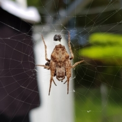 Hortophora sp. (genus) (Garden orb weaver) at Undefined - 25 Jan 2018 by Suemeade