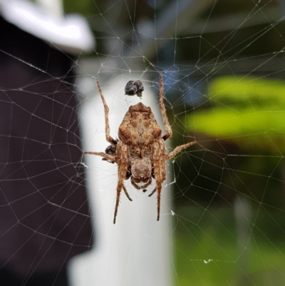 Hortophora sp. (genus) (Garden orb weaver) at Undefined - 25 Jan 2018 by Suemeade