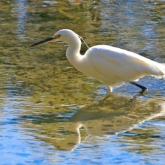 Egretta garzetta (Little Egret) at Undefined - 24 Jul 2017 by Charles Dove