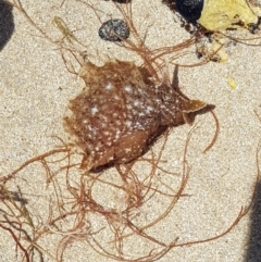 Aplysia sydneyensis (Aplysia sydneyensis) at Denhams Beach, NSW - 23 Oct 2017 by Suemeade