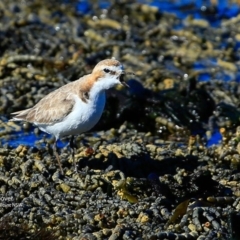 Anarhynchus ruficapillus (Red-capped Plover) at Dolphin Point, NSW - 24 Jul 2017 by Charles Dove