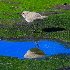 Anarhynchus ruficapillus (Red-capped Plover) at Dolphin Point, NSW - 24 Jul 2017 by Charles Dove