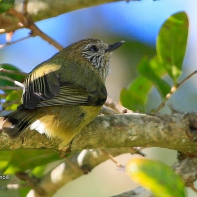 Acanthiza lineata (Striated Thornbill) at Undefined - 20 Jul 2017 by CharlesDove