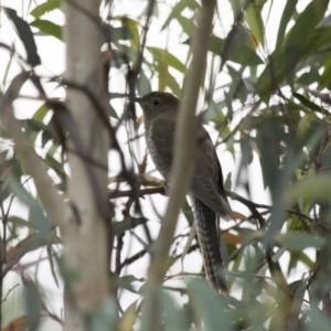 Cacomantis flabelliformis at Michelago, NSW - 1 Mar 2015 07:04 AM