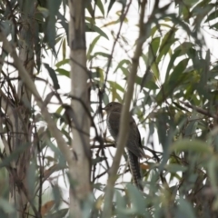 Cacomantis flabelliformis at Michelago, NSW - 1 Mar 2015 07:04 AM