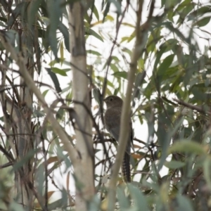 Cacomantis flabelliformis at Michelago, NSW - 1 Mar 2015 07:04 AM