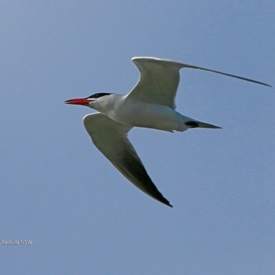 Hydroprogne caspia (Caspian Tern) at Undefined - 13 Jul 2017 by Charles Dove